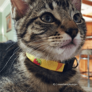 Homemade cat outlet collar