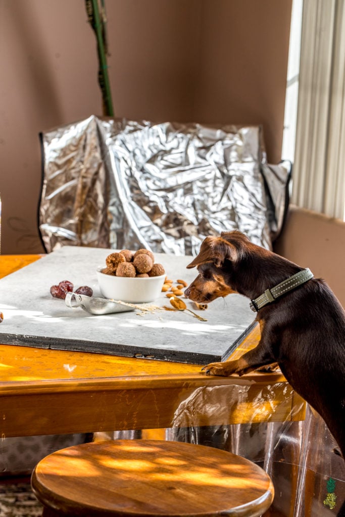 Image of Berry, our dog, eyeing up the protein bliss balls. 