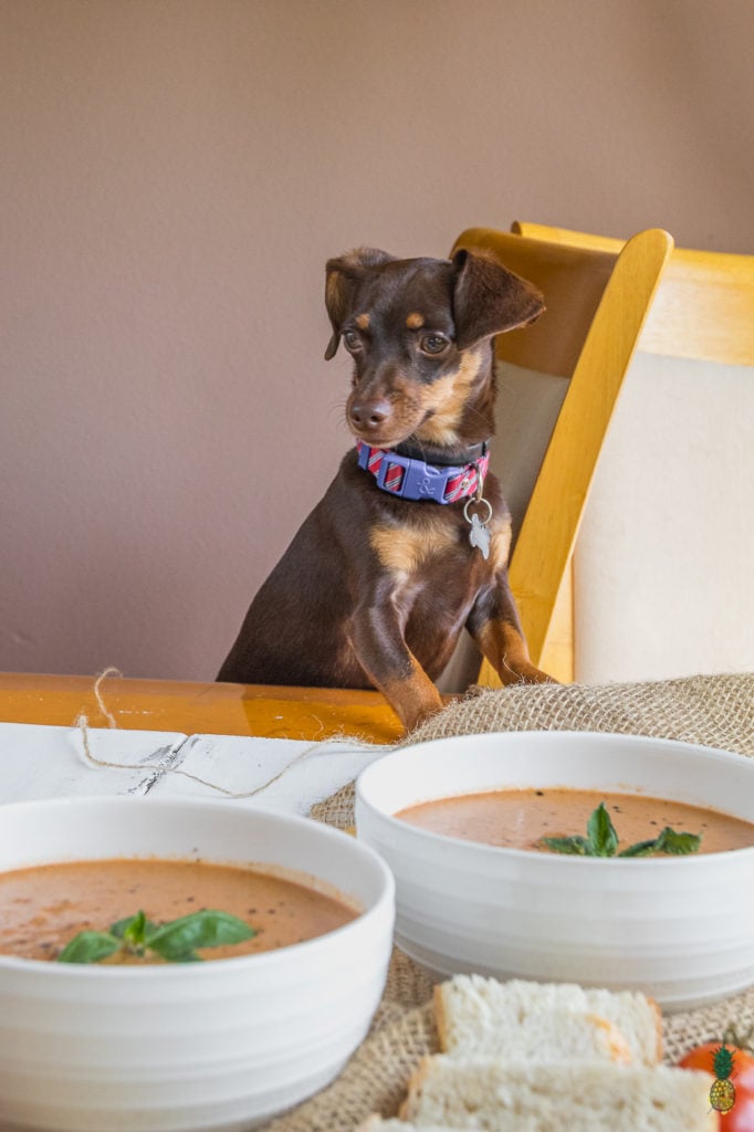 The easiest vegan tomato soup that requires only 6 ingredients and under an hour to prepare! #vegan #tomato #soup #budget #6ingredients #lowfat 3oilfree #glutenfree #entree #soup