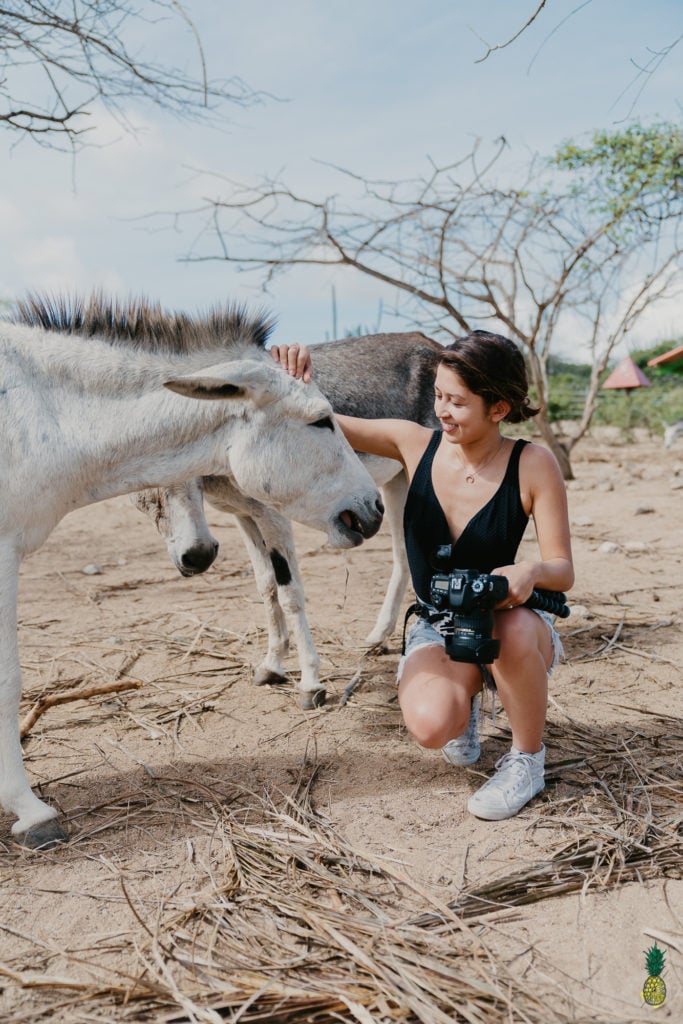 Donkey Sanctuary Aruba