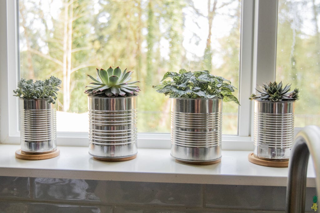 Planters filled with succulents made from tin cans