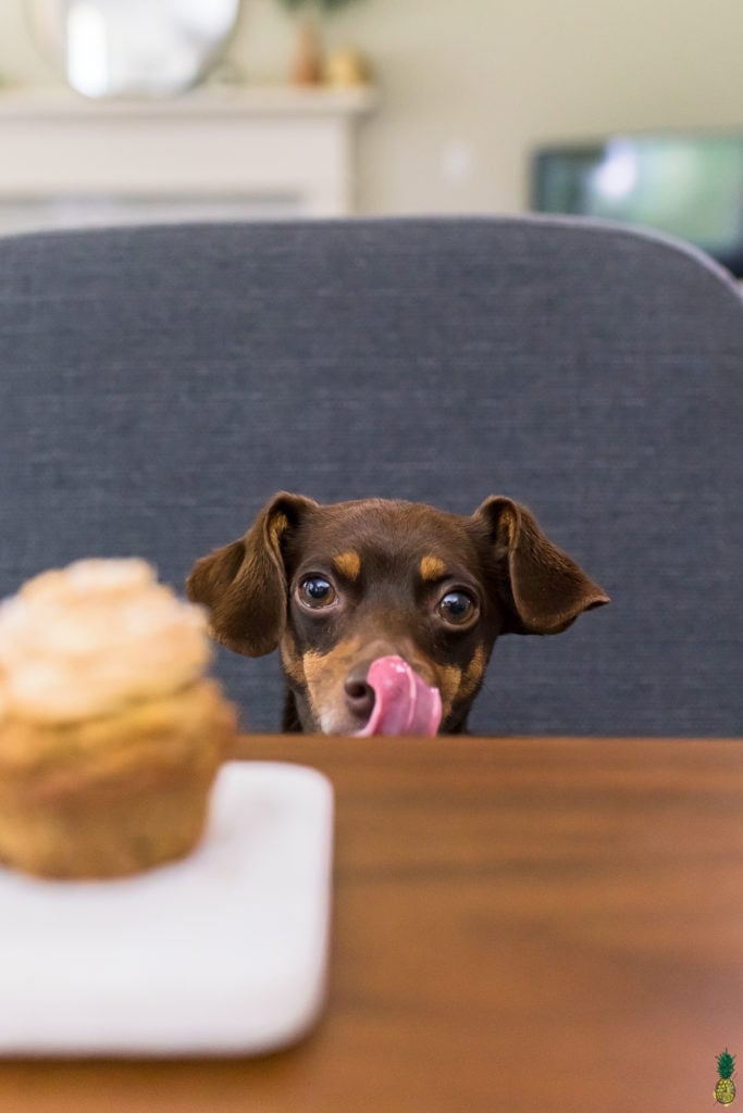 Dog licking nose staring at birthday cupcakes by sweet simple vegan