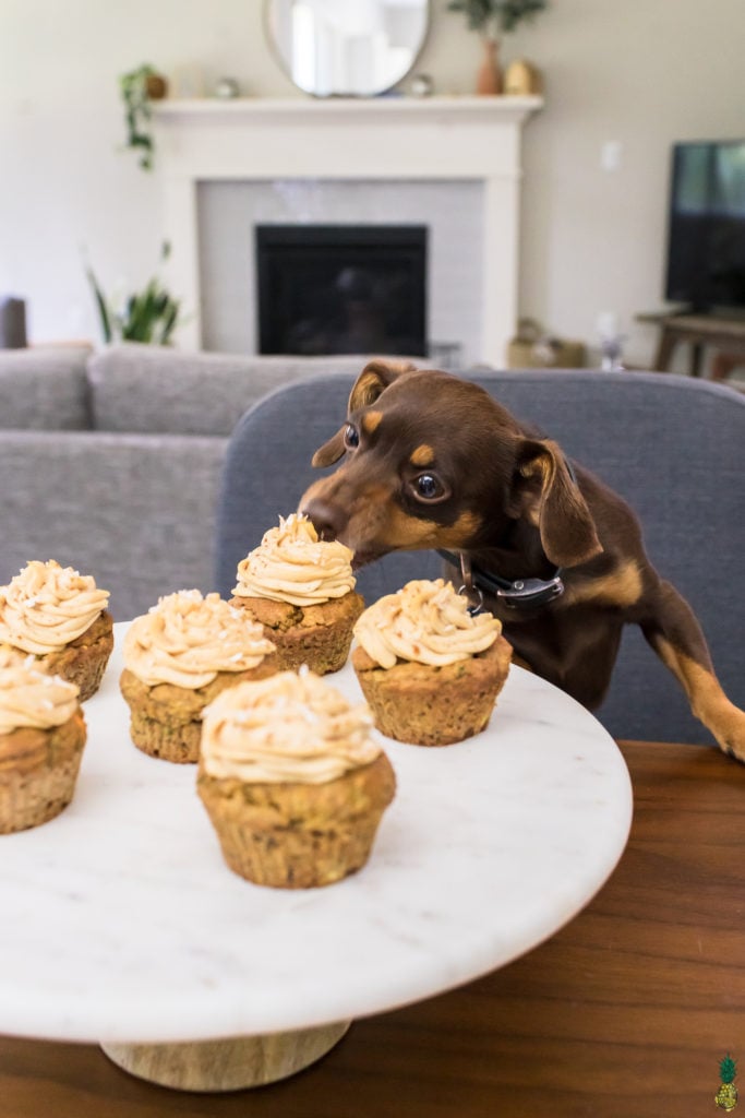 Dog licking his birthday cupcakes by sweet simple vegan
