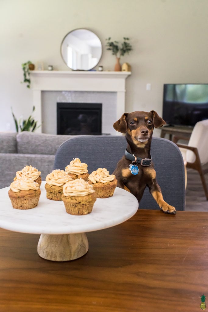 Dog posing with his birthday cupcakes by sweet simple vegan