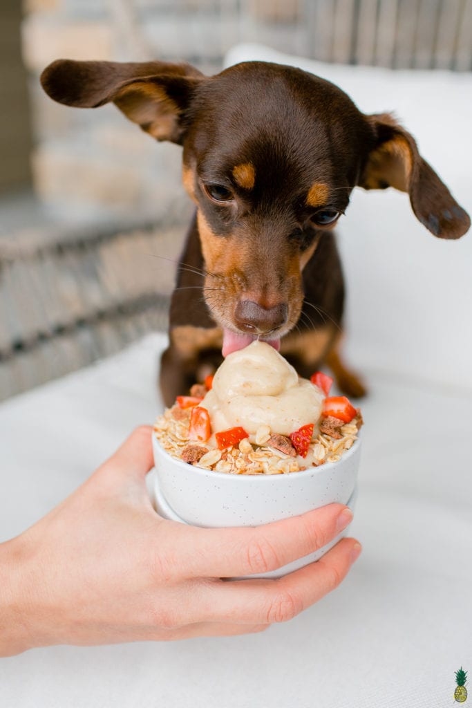 dog eating a vegan ice cream sundae