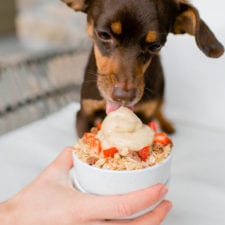 Dog-Friendly Ice Cream Sundae