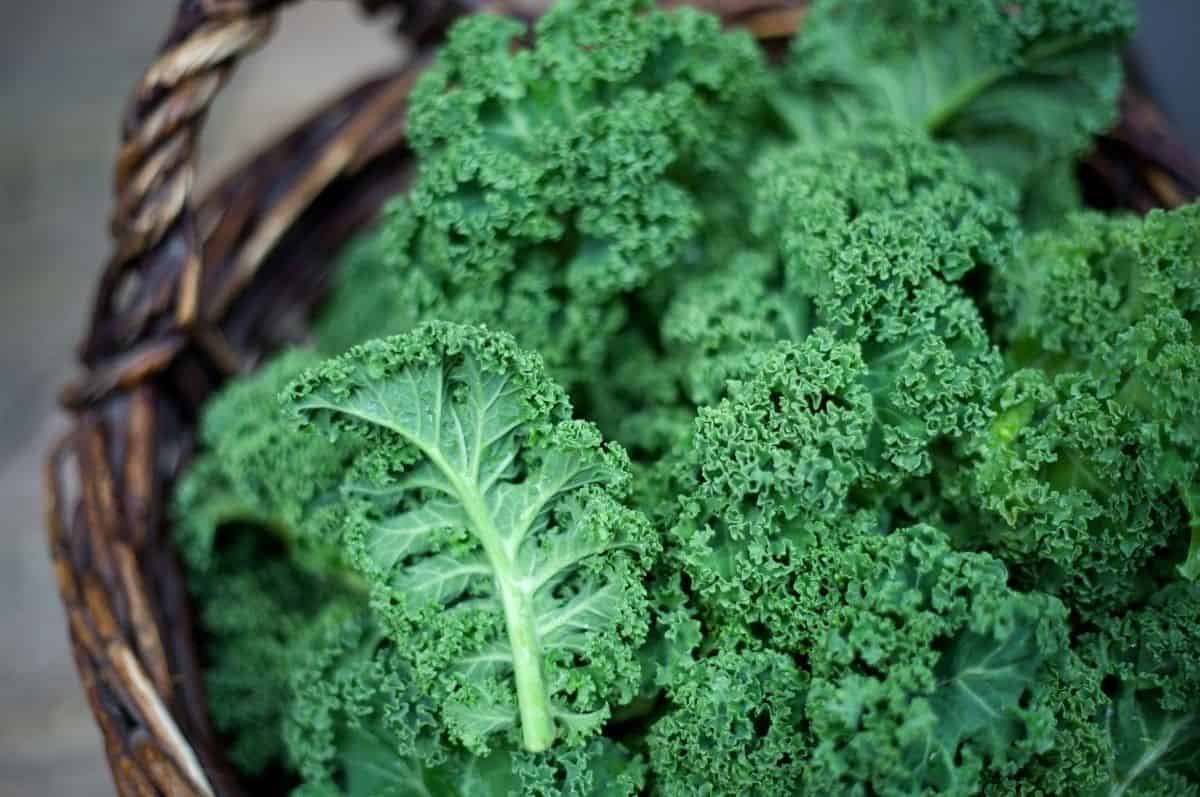 leafy greens piled in basket