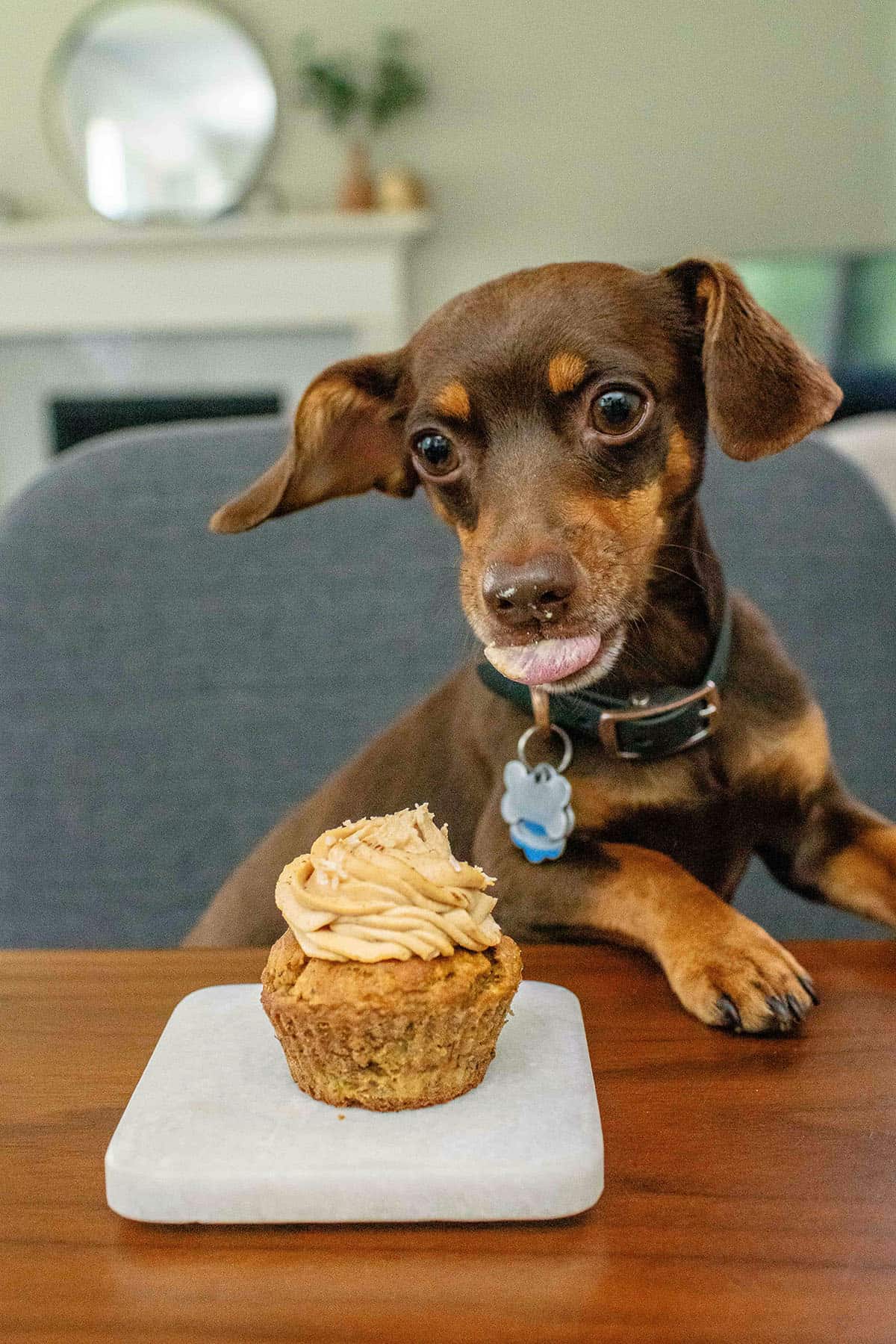dachshund chihuahua eating dog cupcake on white square plate on dining table
