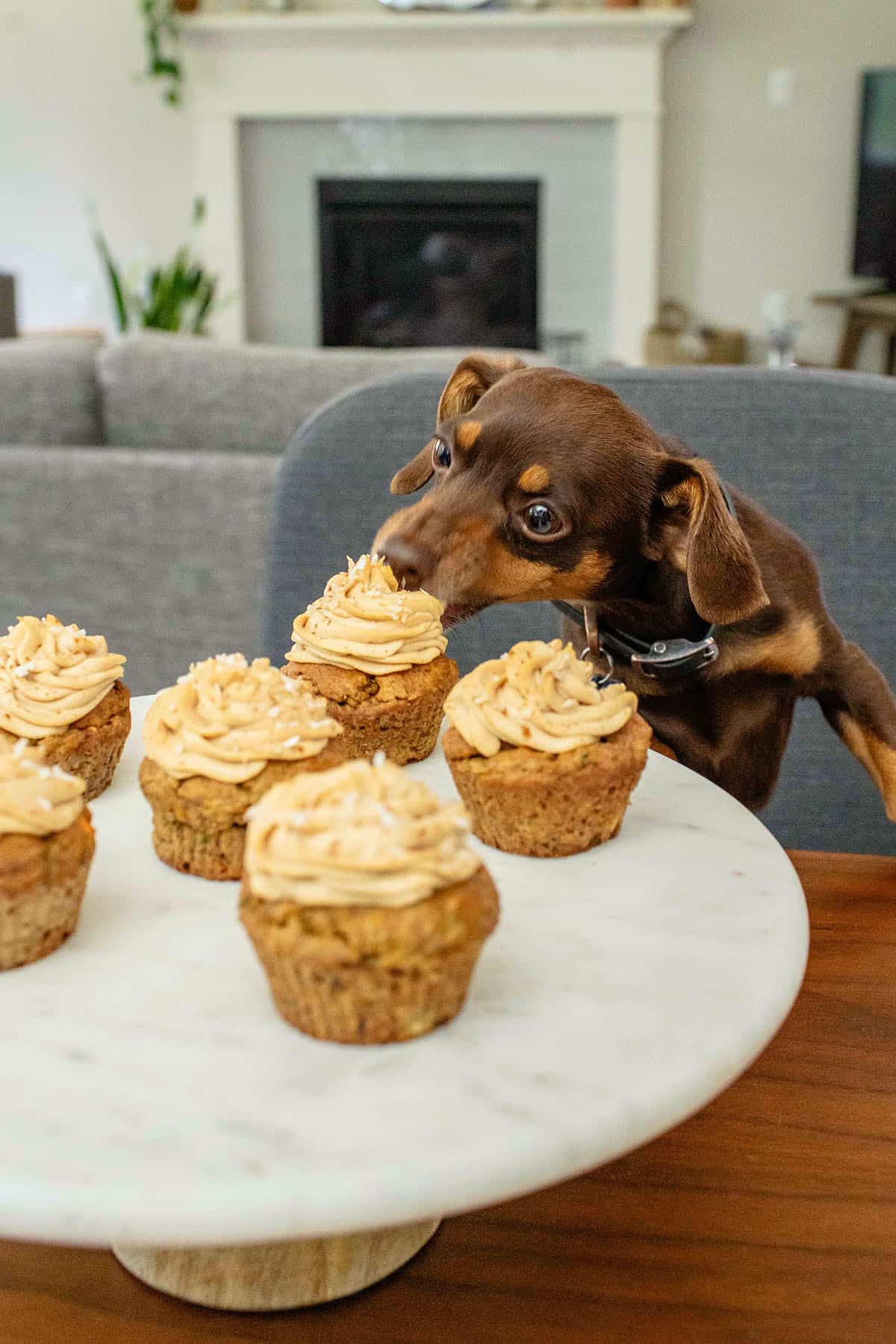 dachshund chihuahua eating dog cupcakes on off of white cake stand